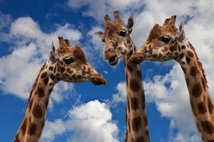 Get better grades by paying attention - photo of 3 giraffes