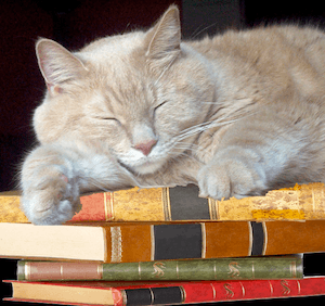 Reading and re-reading your course manual - photo of cat napping on books