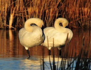 Better sleep, better relationships. Photo of swans sleeping