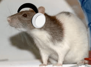 Which music heals wounds? Photo of rat wearing headphones