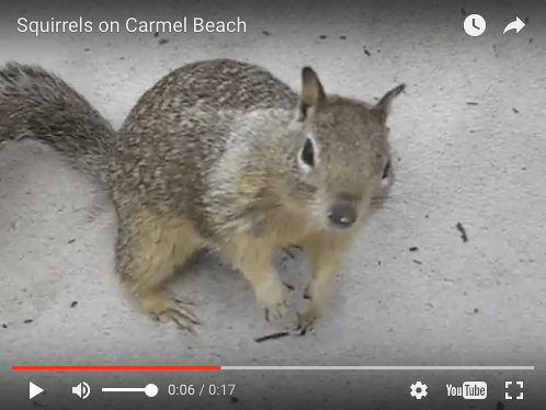 you addicted to multitasking? Video of squirrels