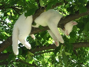 Are you sitting comfortably? Photo of cat asleep in tree