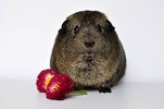Increase your ability to delay gratification - photo of gerbil
