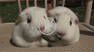 video of guinea pigs sharing a meal
