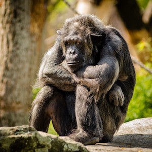 I just don't get it - the problem with sitting - pohoto of chimp sitting down