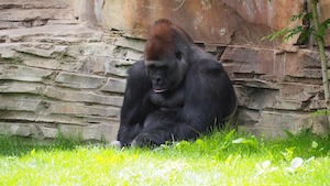 Celebrating Olympic and GCSE results? Photo of depressed gorilla