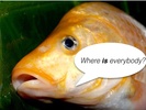 Are you doing anxiety & depression? Photo of carp