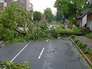 photo of fallen tree